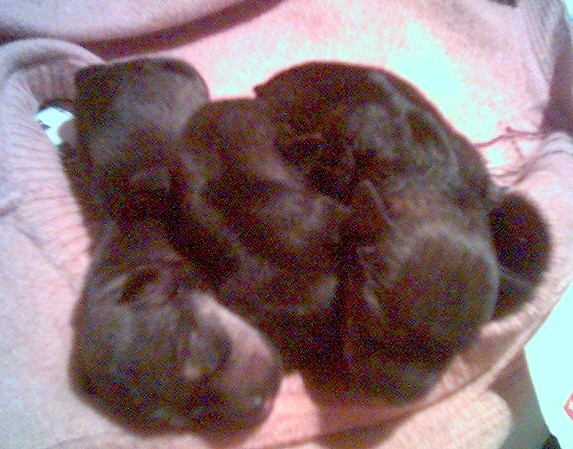 ͼƬ��������´��ڴ򿪲鿴